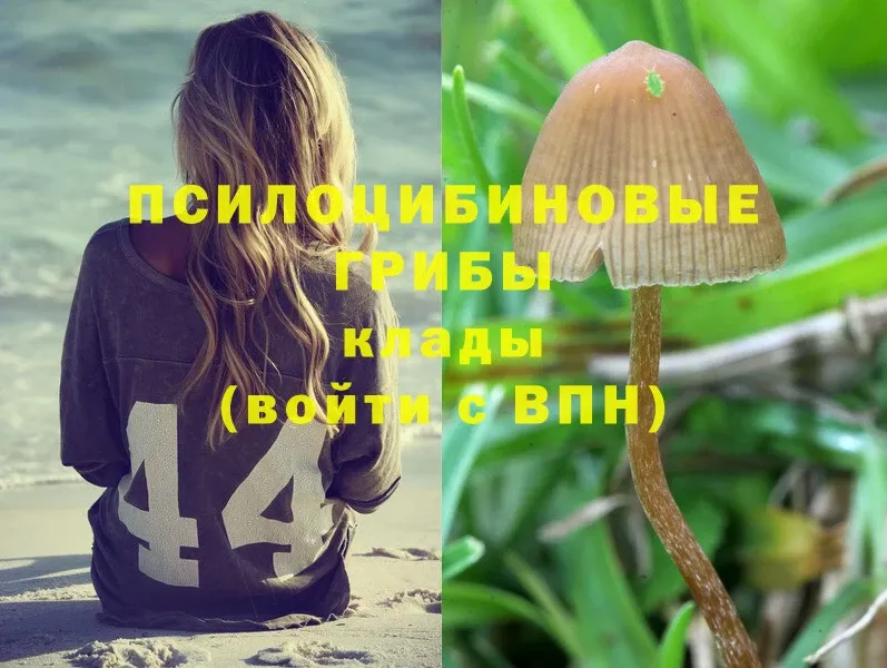 Галлюциногенные грибы Psilocybine cubensis  Шахты 